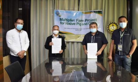 ‘Multiplier farm’ to boost native pig, goat breeder stocks