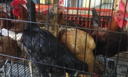 14 Iloilo City villages get native chicken stocks from DA