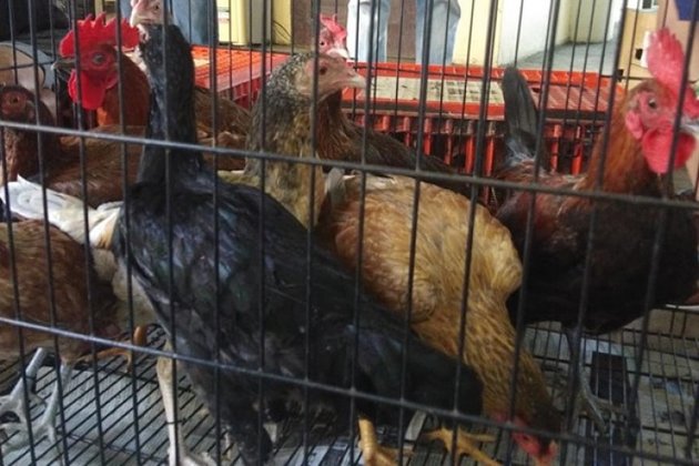 14 Iloilo City villages get native chicken stocks from DA