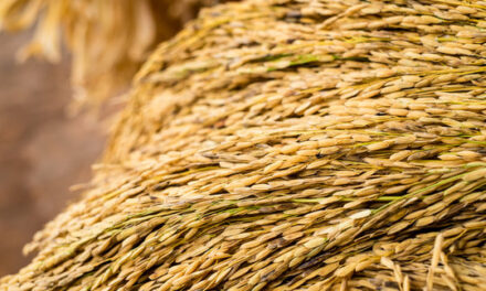 WV remains a major palay-producing region