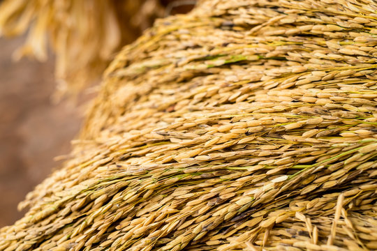 WV remains a major palay-producing region