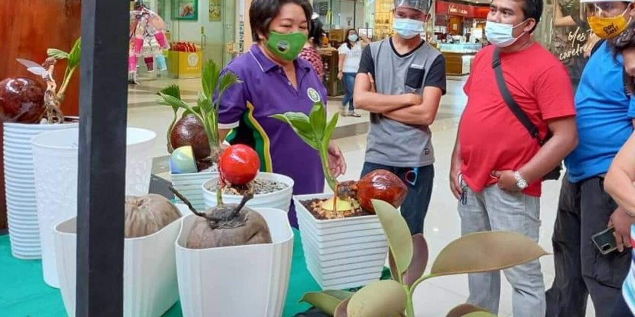 Iloilo scientist grows thousands of coconut bonsai plants