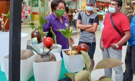 Iloilo scientist grows thousands of coconut bonsai plants