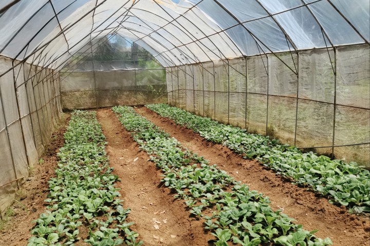 Tubungan town advocates organic farming