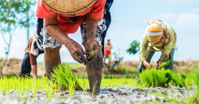 Western Visayas records growth in agri-fishery, forestry in 2020