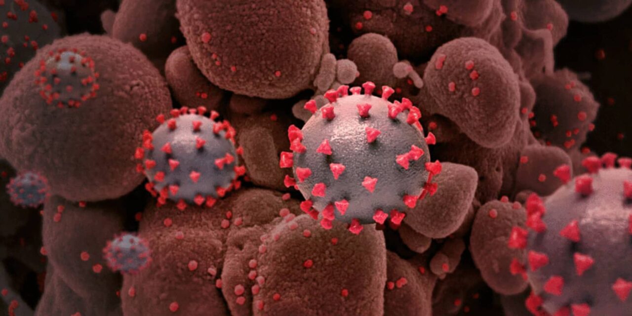 WV’s daily COVID-19 deaths hit all-time high at 19