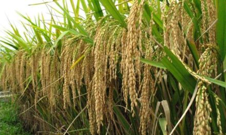 Agri inputs, expanded areas hike WVs’ Q1 palay output