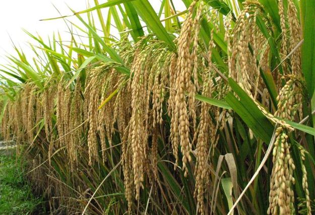 Agri inputs, expanded areas hike WVs’ Q1 palay output
