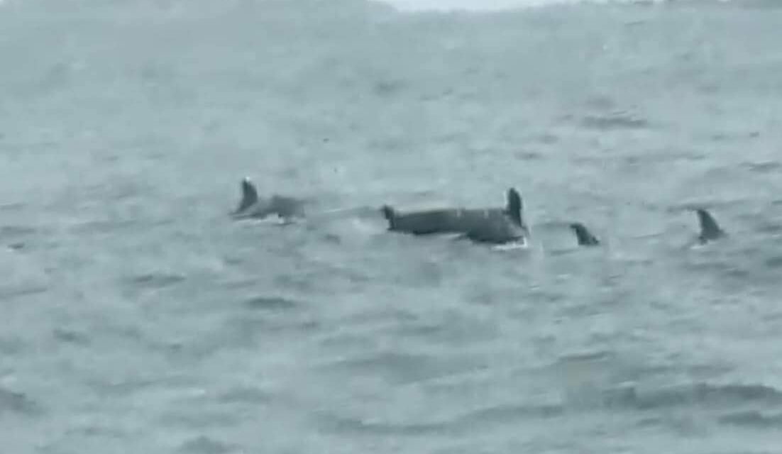 Dolphins spotted in Concepcion waters