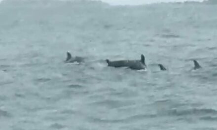 Dolphins spotted in Concepcion waters