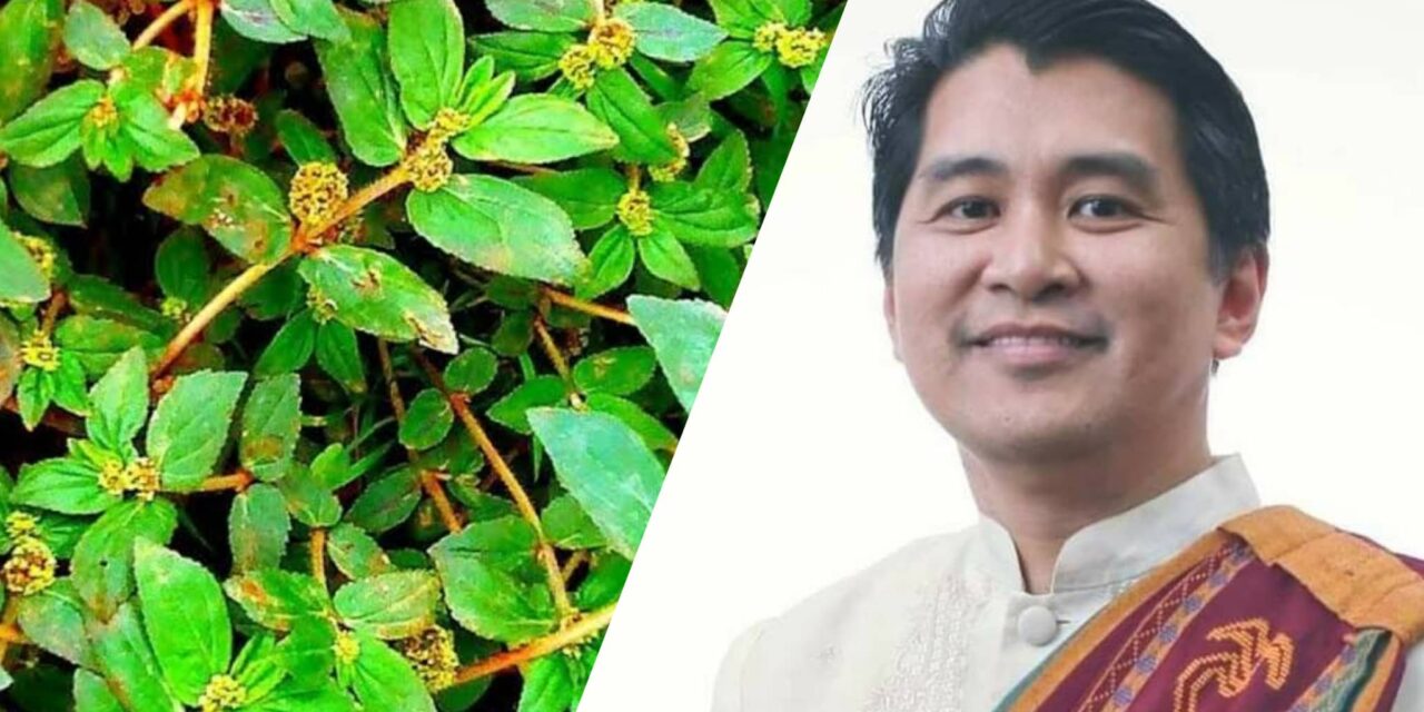 Phase 2 clinical trial for tawa-tawa as COVID-19 cure underway