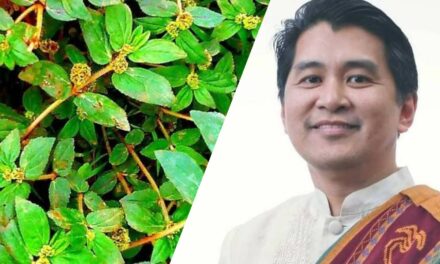 Phase 2 clinical trial for tawa-tawa as COVID-19 cure underway