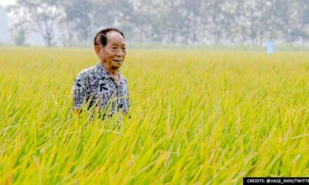 Late Chinese scientist paves way for PH hybrid-rice production