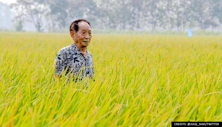 Late Chinese scientist paves way for PH hybrid-rice production