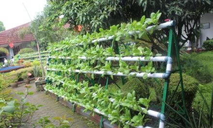 125 Iloilo schools implement vegetable gardening project