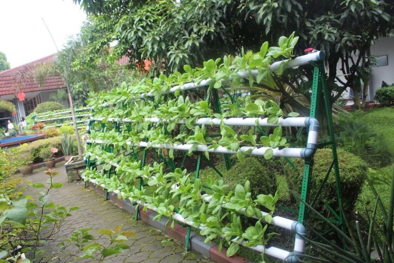 125 Iloilo schools implement vegetable gardening project