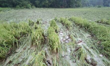 Jolina leaves P7.4 million damage to agriculture