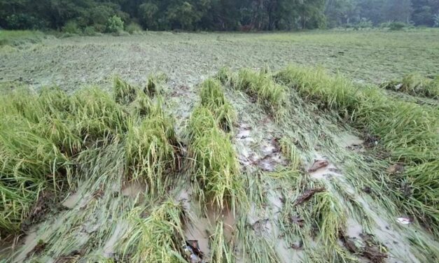 Jolina leaves P7.4 million damage to agriculture