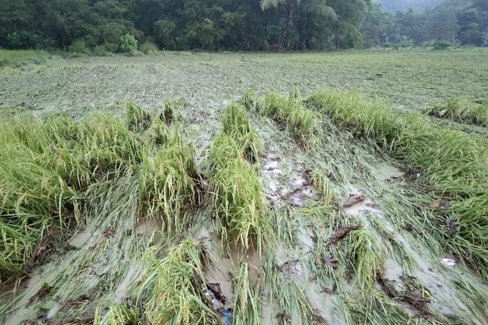 Jolina leaves P7.4 million damage to agriculture