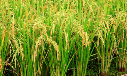 Western Visayas sustains high rice self-sufficiency rate amid pandemic