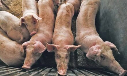 DA allots P300-M fund for lending to hog raisers in ASF-free areas