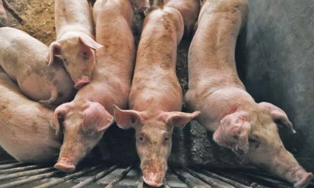 DA allots P300-M fund for lending to hog raisers in ASF-free areas