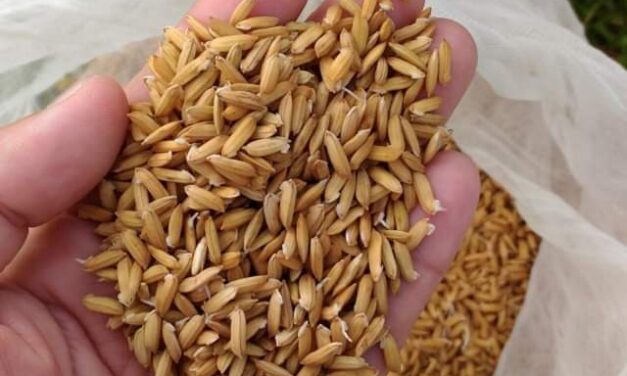 DA-6 projects 39 percent hike in wet season palay production