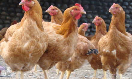 DA distributes over 8K native chickens to WV farmers