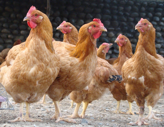 DA distributes over 8K native chickens to WV farmers