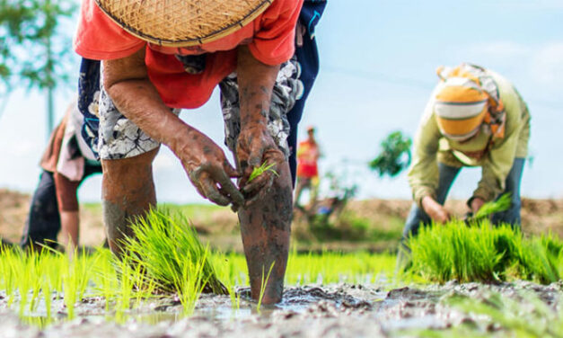 P5K cash aid up for 1.56M small rice farmers: DA chief