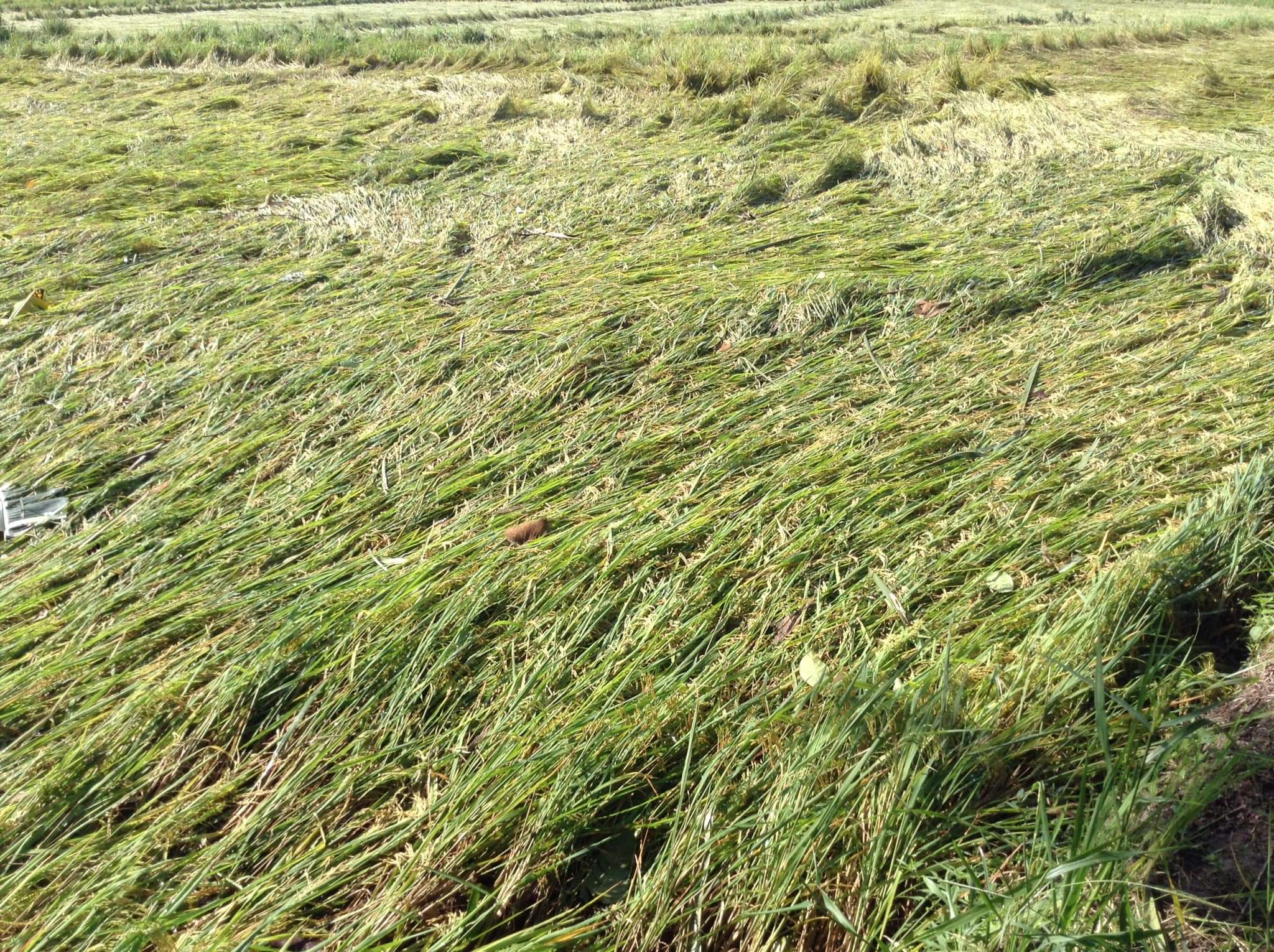 Nearly P1 billion worth of rice crops damaged in Western Visayas