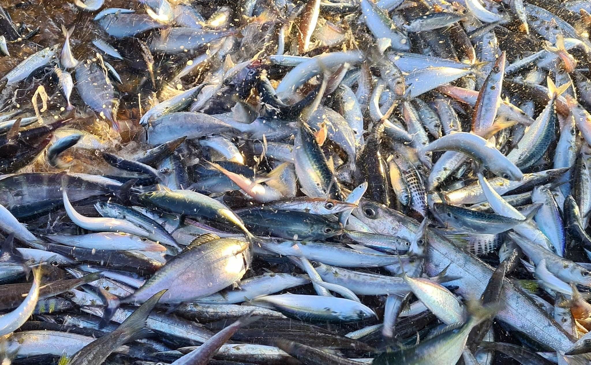 Western Visayas has enough fish supply — BFAR