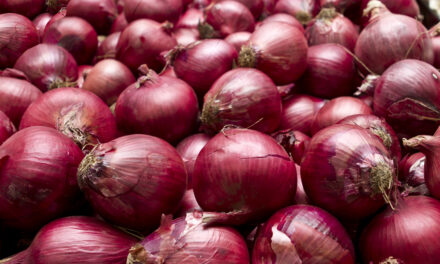 P94 million allotted to boost onion production