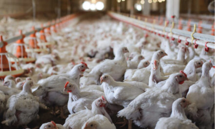 LGUs urged to ban entry of poultry products to keep WV bird flu-free