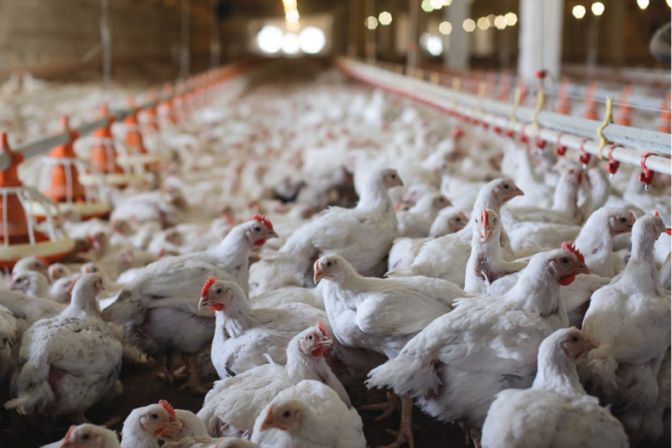 LGUs urged to ban entry of poultry products to keep WV bird flu-free