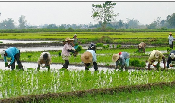 Fuel subsidy for agri sector to start March 17