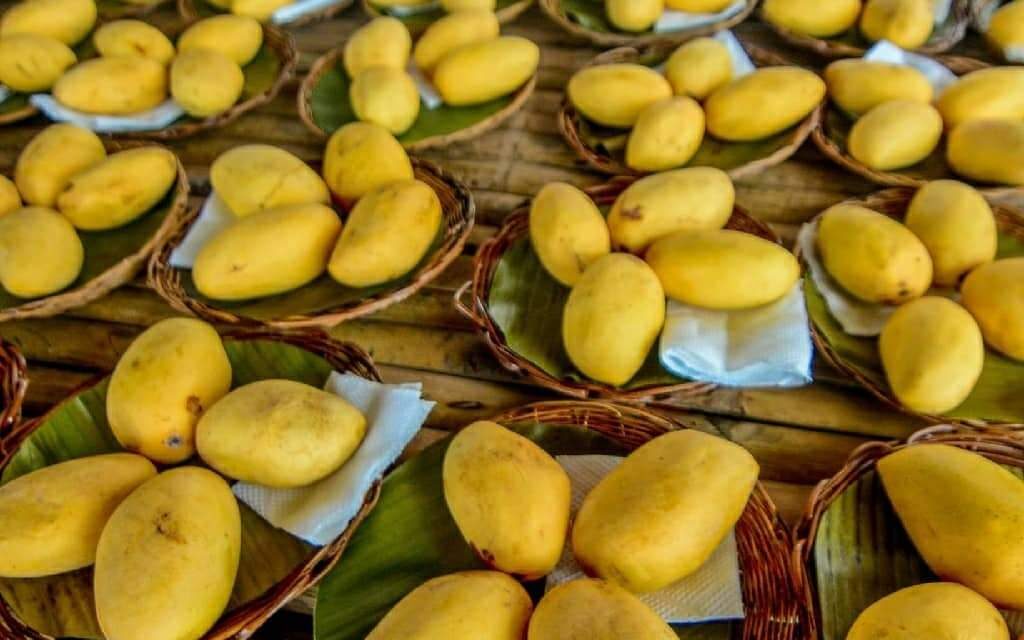 Guimaras allots 10 tons of mangoes for eat-all-you-can feast