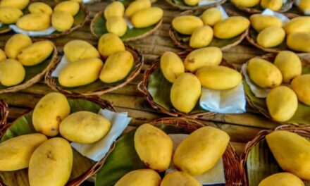 Guimaras allots 10 tons of mangoes for eat-all-you-can feast