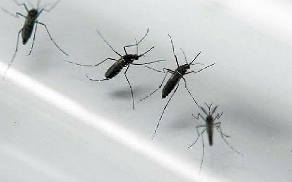 Western Visayas logs 23 dengue deaths
