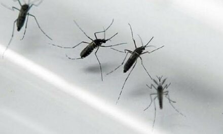 Western Visayas logs 23 dengue deaths