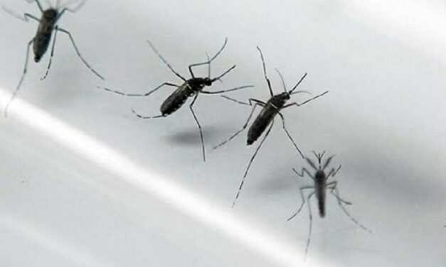 Dengue cases in WV increasing