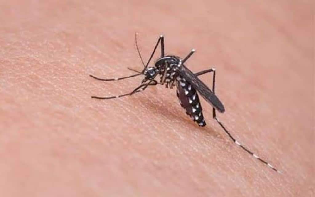 Treñas seeks coordinated effort vs dengue