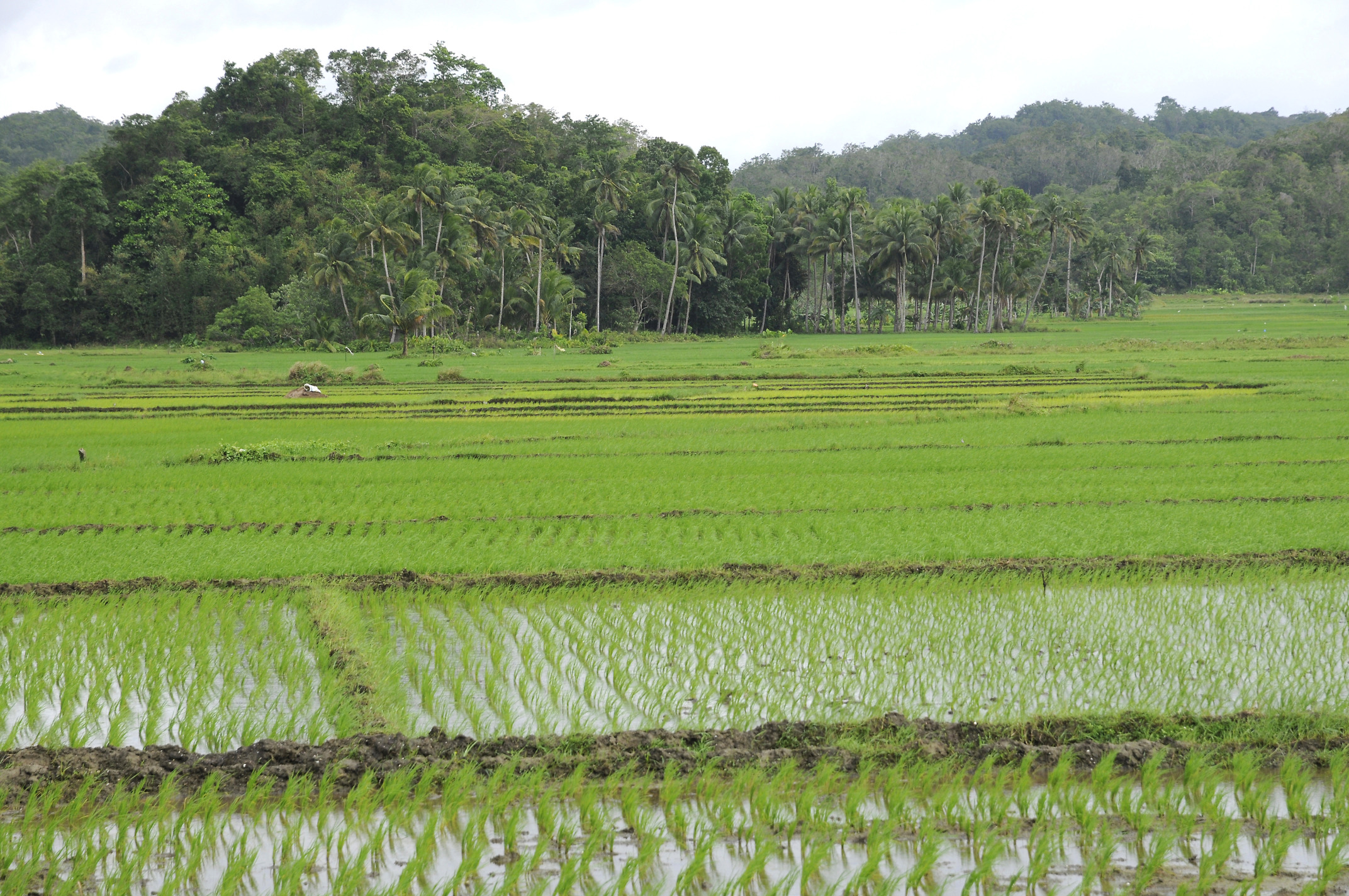 Fertilizer voucher eyed to boost palay yield in WV