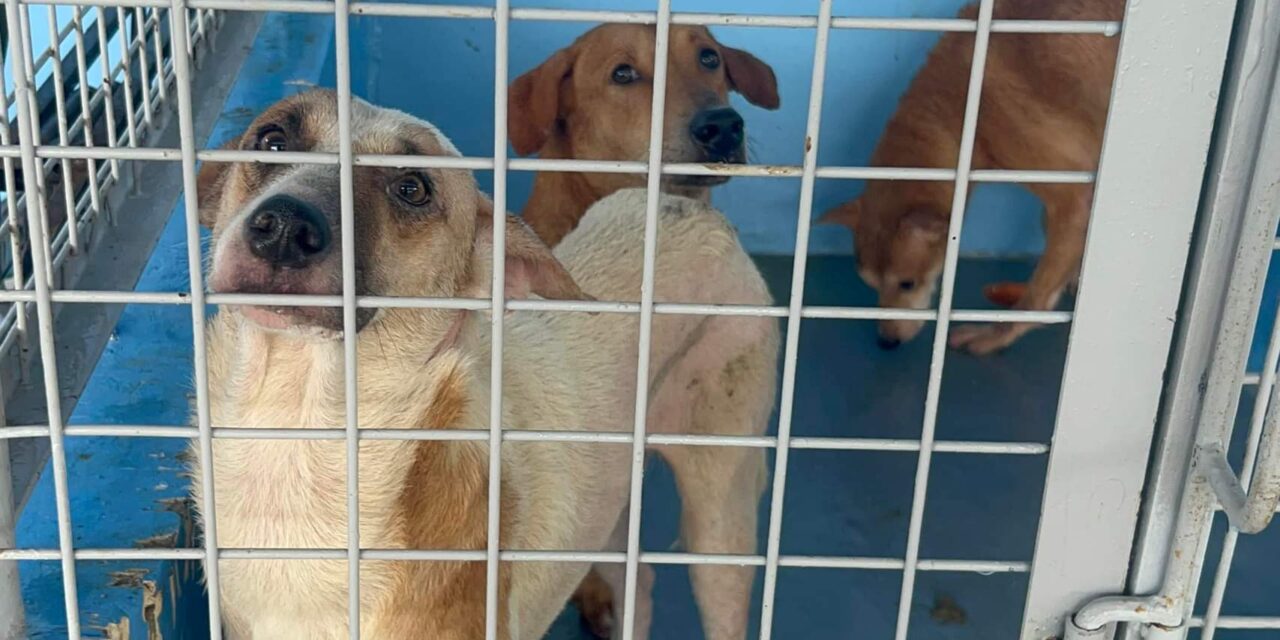 Treñas: No mercy killing of stray dogs in Iloilo City