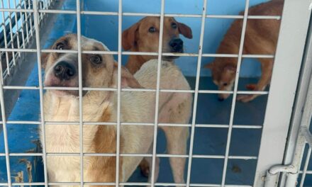 Treñas: No mercy killing of stray dogs in Iloilo City