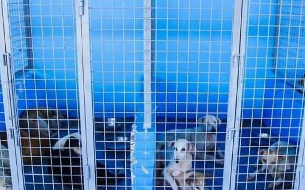 City veterinarian to face raps over ‘mercy killing’ of stray dogs