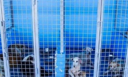 City veterinarian to face raps over ‘mercy killing’ of stray dogs