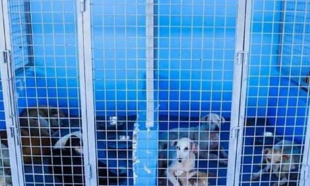 City veterinarian to face raps over ‘mercy killing’ of stray dogs