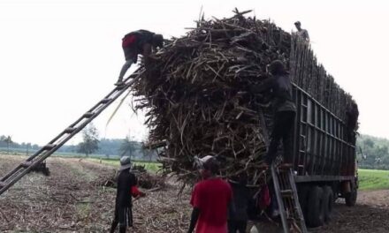 DOLE issues permit to deploy sugar workers from Antique to NegOcc