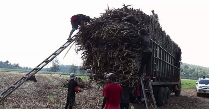 DOLE issues permit to deploy sugar workers from Antique to NegOcc